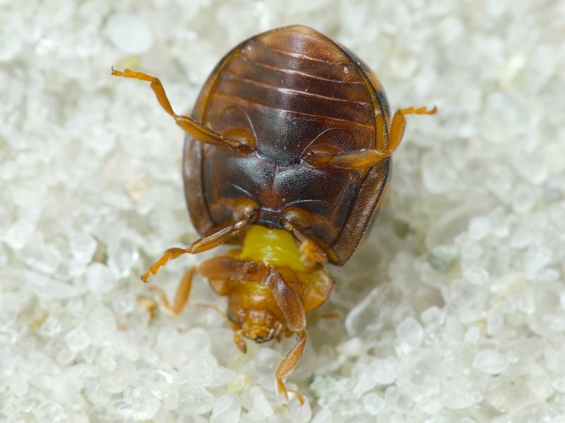 Subcoccinella vigintiquatuorpunctata (Linnaeus, 1758)